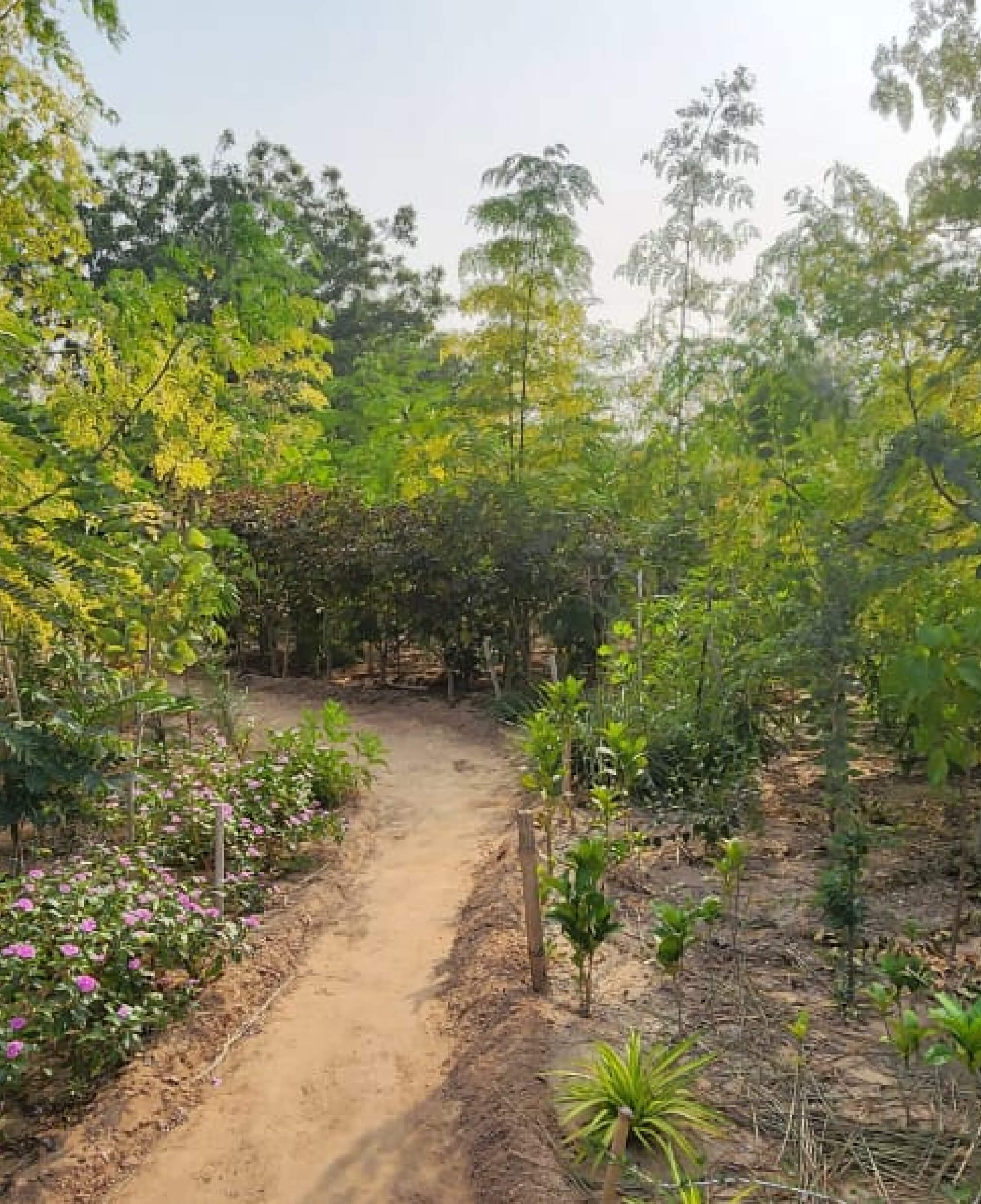 Communal Garden